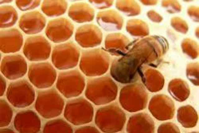 عسل صد در صد طبيعي اطراف كوه سهند