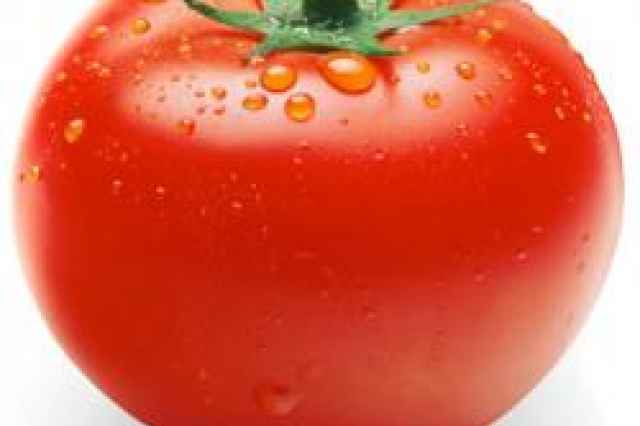بذر گوجه فرنگي هيبريد