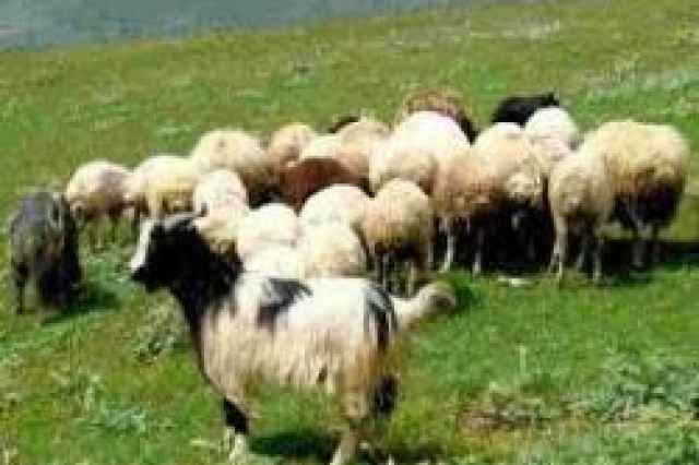 فروش گوسفند زنده درويش