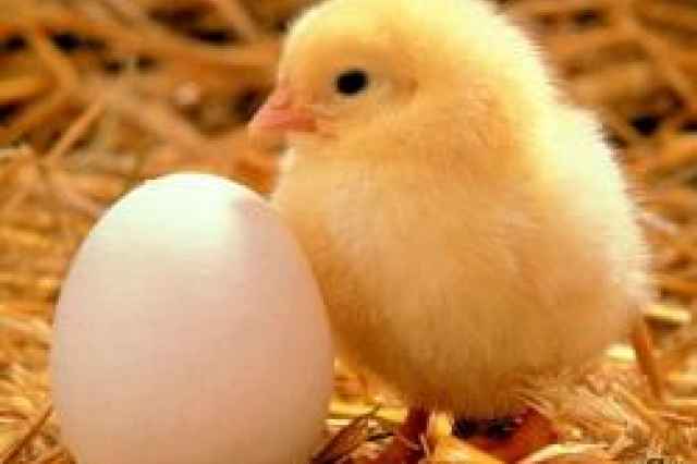 تخم مرغ خوراكي محلي  و نطفه دار انواع ماكيان