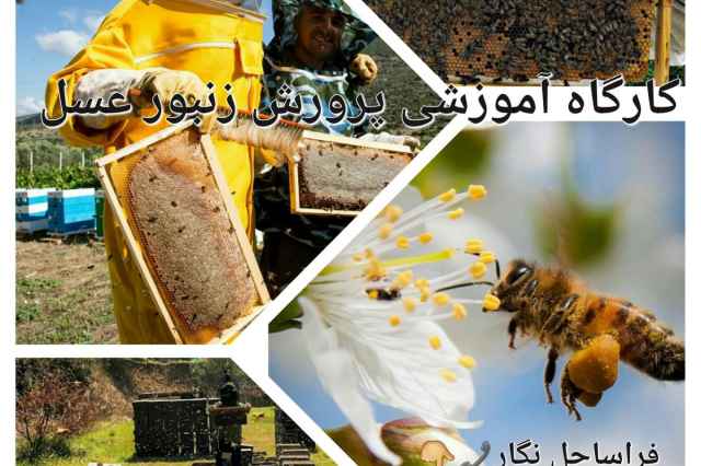 دوره آموزشي زنبورداري و پرورش زنبور عسل
