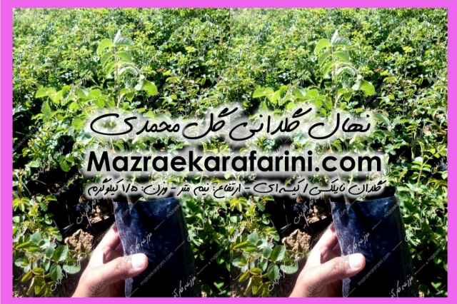 نهال گلداني گل محمدي 09915131382