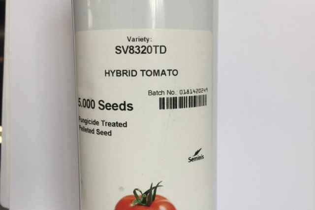 فروش بذر گوجه  سمينيس 8320/بذر گوجه