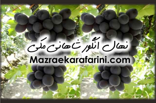 نهال گلداني انگور شاهاني مكي 09915131382