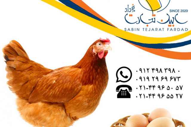 فروش مرغ بومي تخم گذار اصلاح نژاد شده سابين تجارت