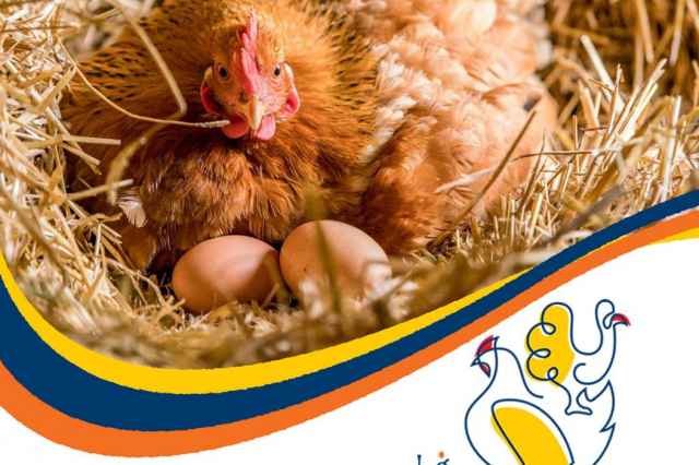 فروش مرغ تخم گذار اصلاح نژاد شده