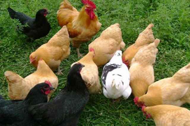 قيمت مرغ گلپايگاني ، فروش مرغ بومي گلپايگاني - طيور