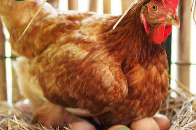 فروش مرغ تخم گذار پولت صنعتي - طيور