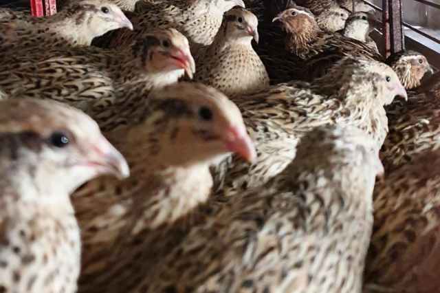 فروش بلدرچين تخمگذار ژاپني ۴۵ روزه نژاد تخمگذار