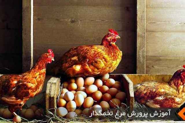 مرغ تخم گذار مرغ بومي محلي - طيور