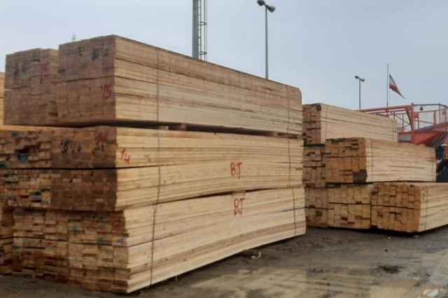 واردات و فروش مستقيم چوب روسي