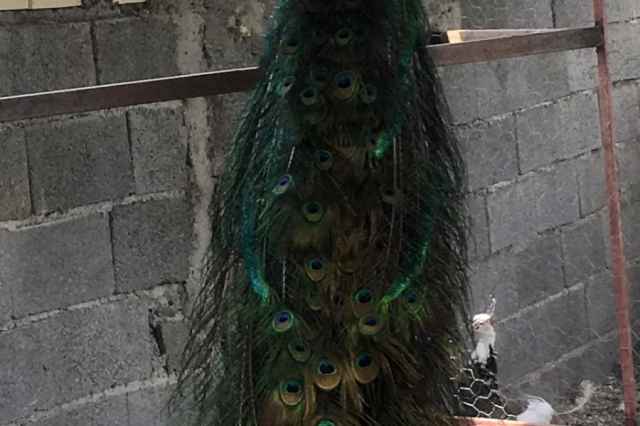 تخم طاووس تضميني