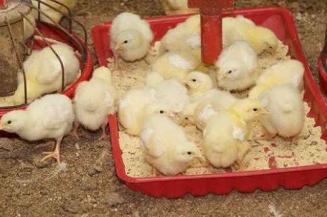 فروش اردك تخمگذار