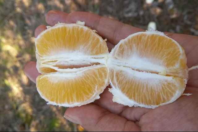 فروش درخت پرتقال پيوندي ايتاليايي