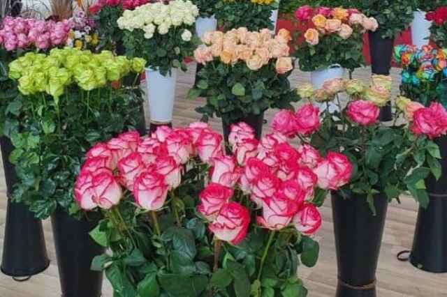 فروش عمده گل رز هلندي