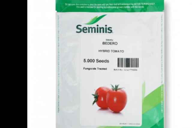 بذر گوجه فرنگي سمينس بدرو bedero f1 محصول 2023