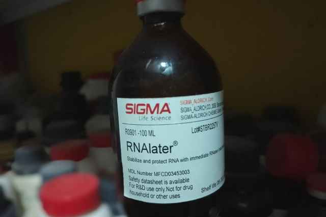 فروش ويژه محلول محافظت كننده RNA يا RNA later  سيگما